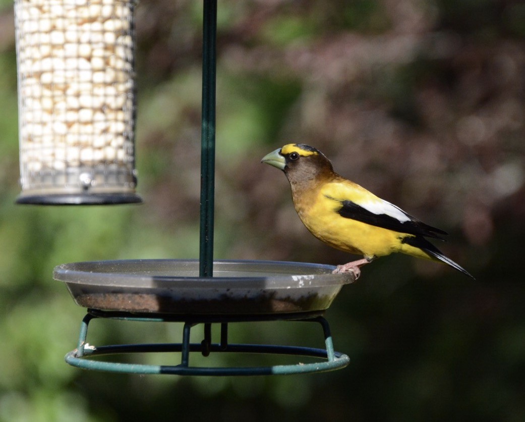 Evening Grosbeak - ML61149951