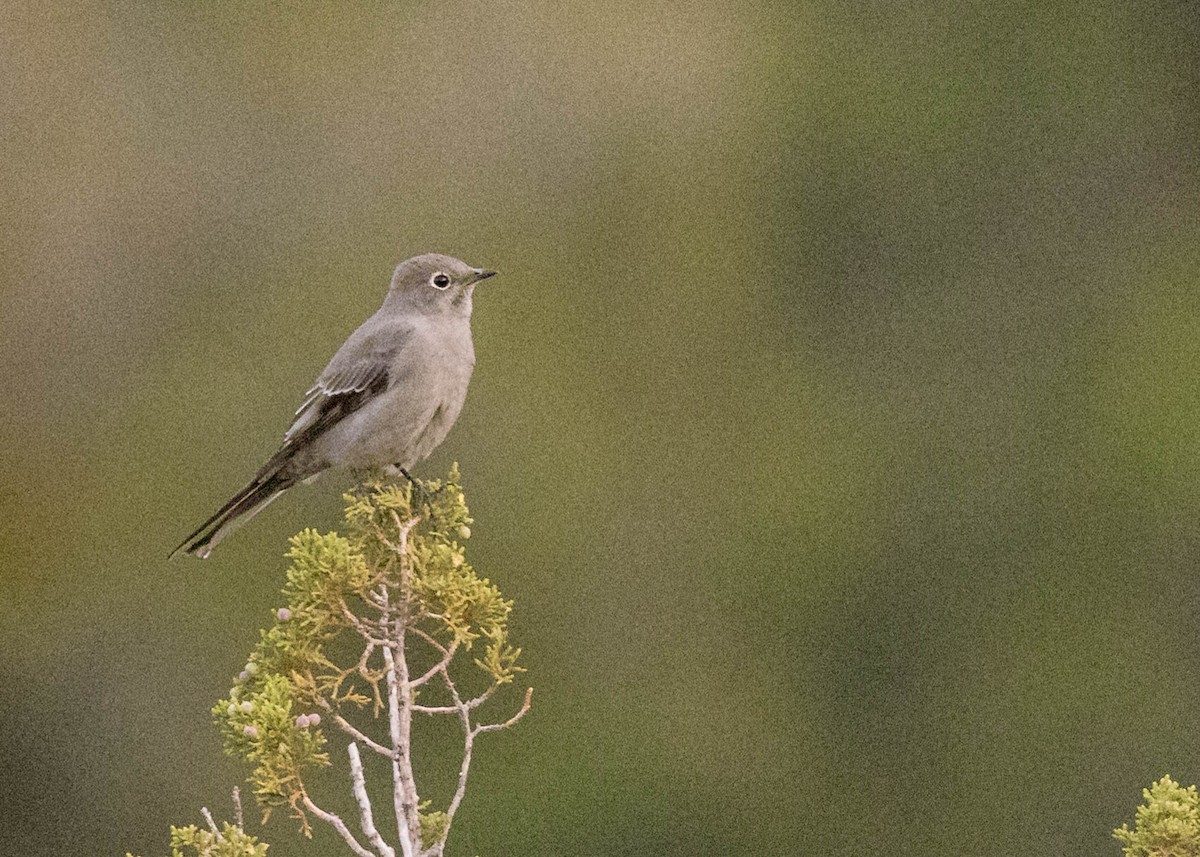Townsend's Solitaire - ML611499511