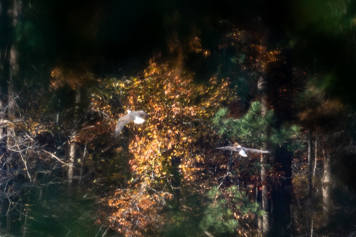 Bald Eagle - ML611499582