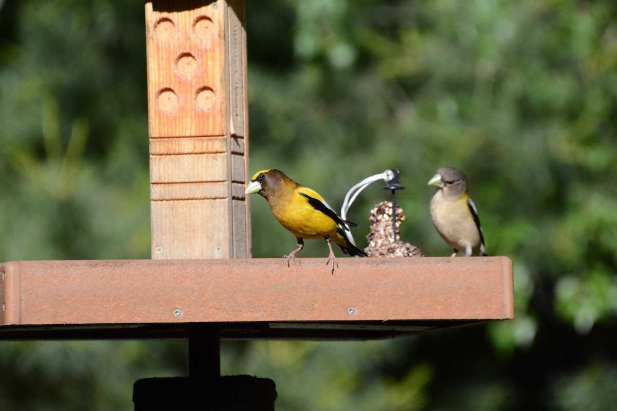 Evening Grosbeak - ML61149961