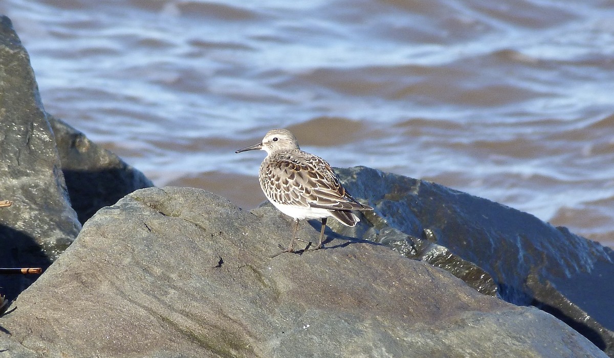 Weißbürzel-Strandläufer - ML611499661