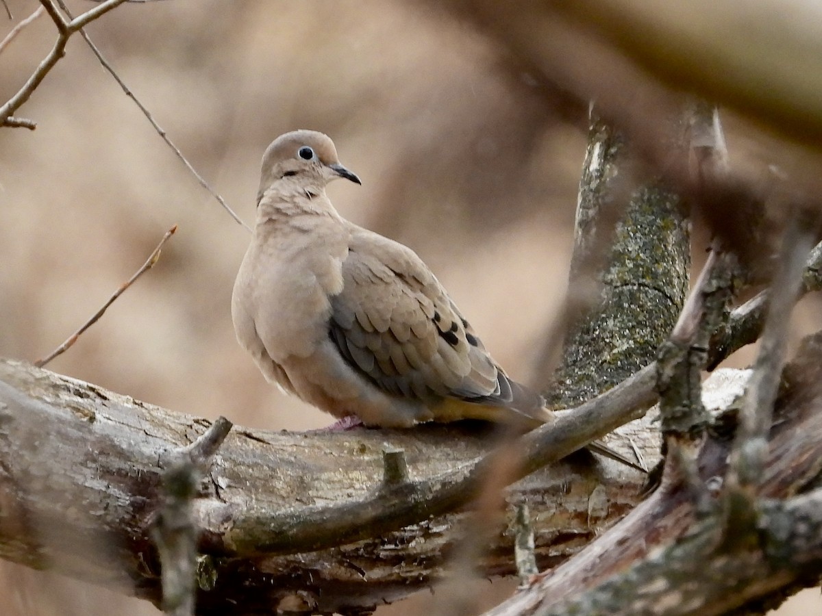 Mourning Dove - ML611499683