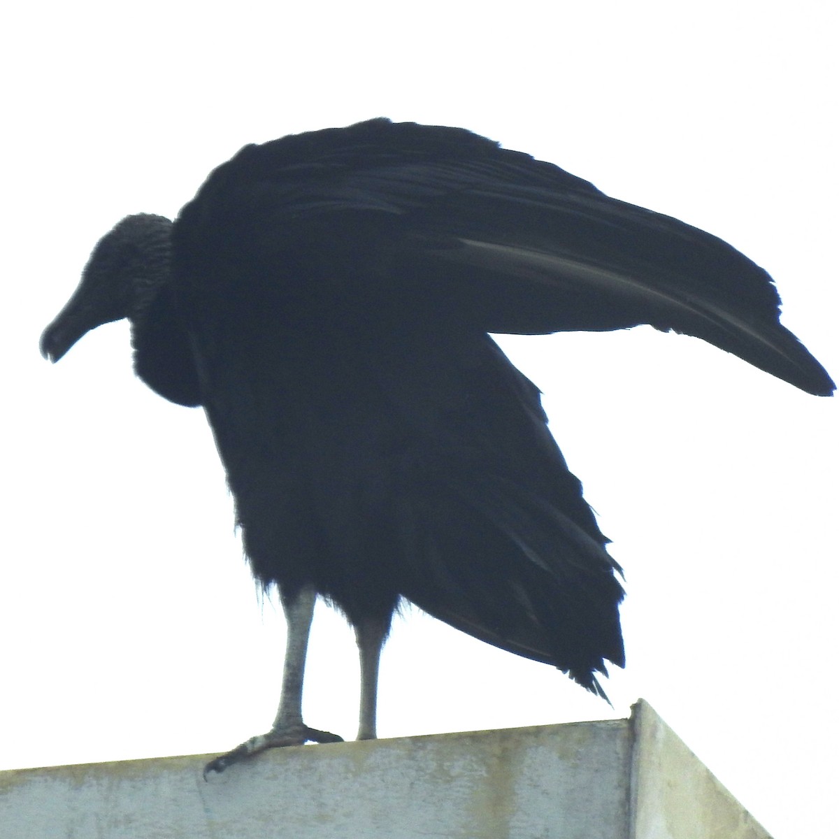 Black Vulture - ML611499698