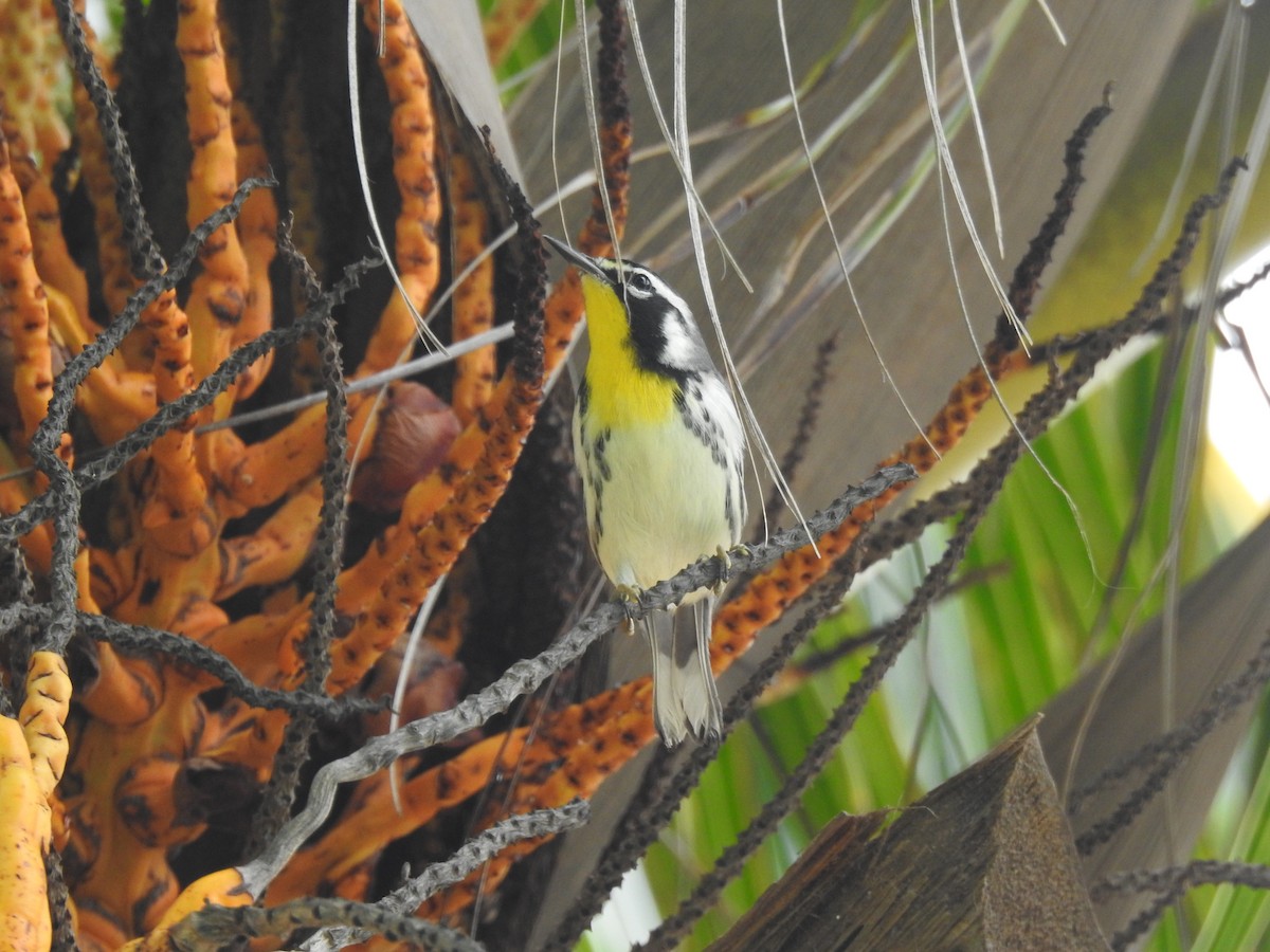 Yellow-throated Warbler - ML611499725