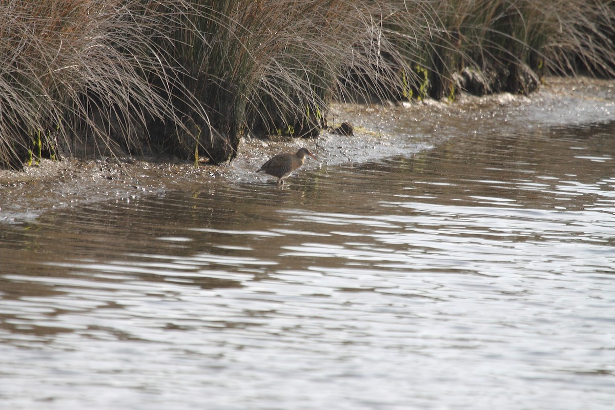 Clapper Rail - Mark Linardi