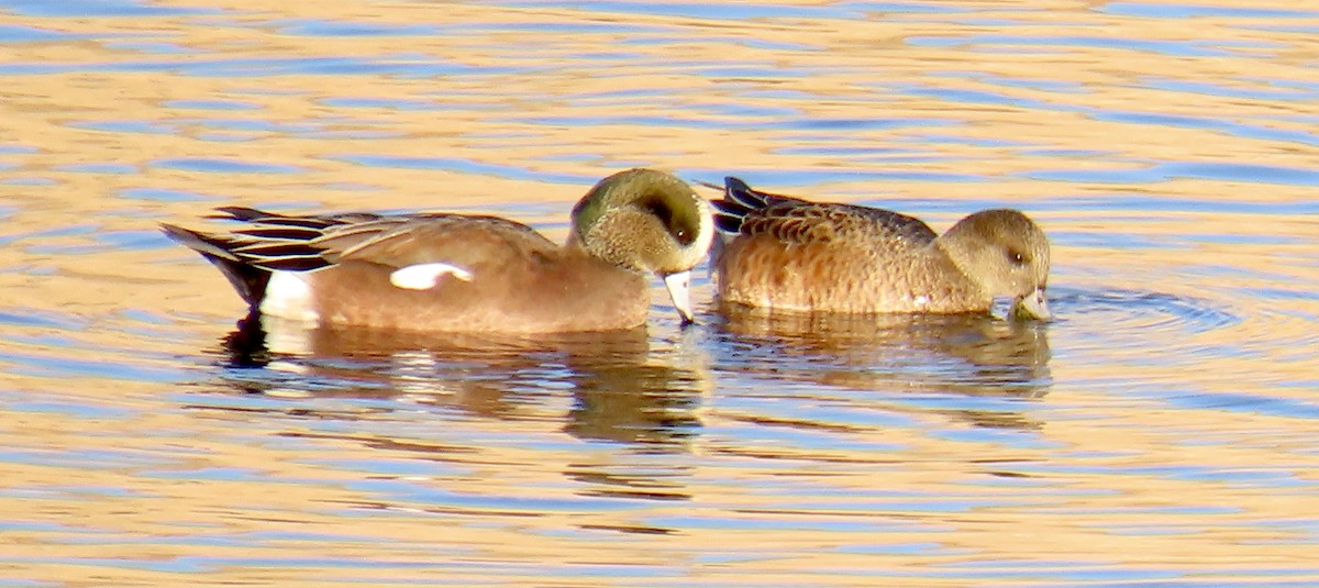 American Wigeon - ML611499986