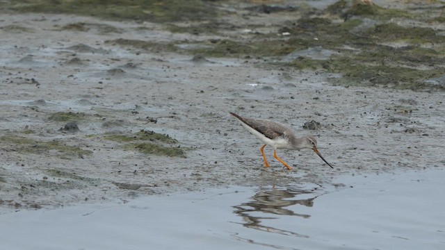 Terek Sandpiper - ML611499996