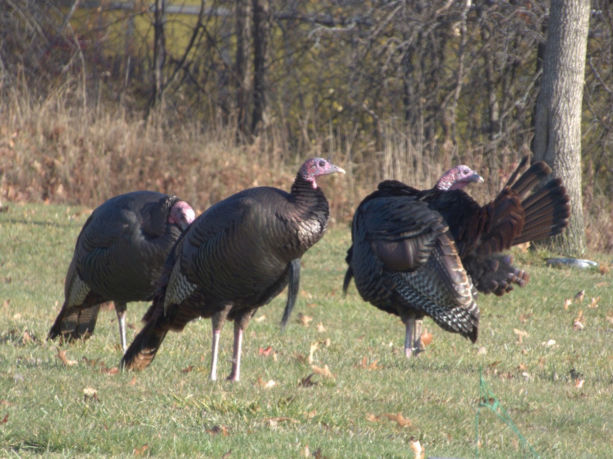 Wild Turkey - ML611500113