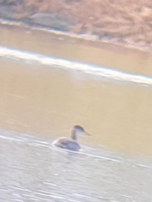 Red-necked Grebe - ML611500120