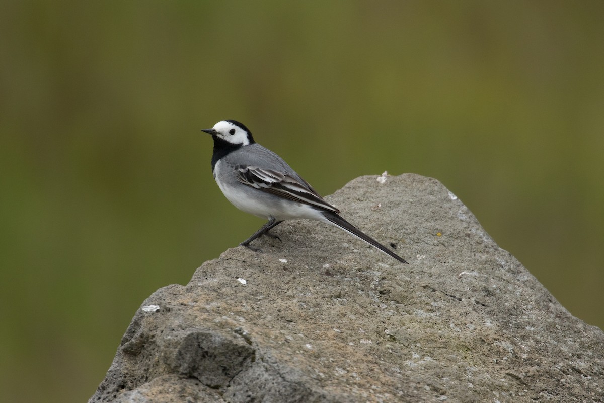 White Wagtail - ML611500153