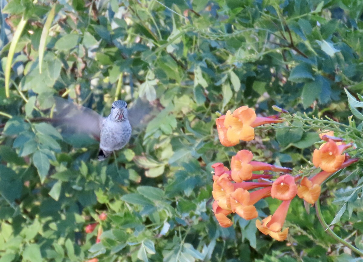 Anna's Hummingbird - ML611500279