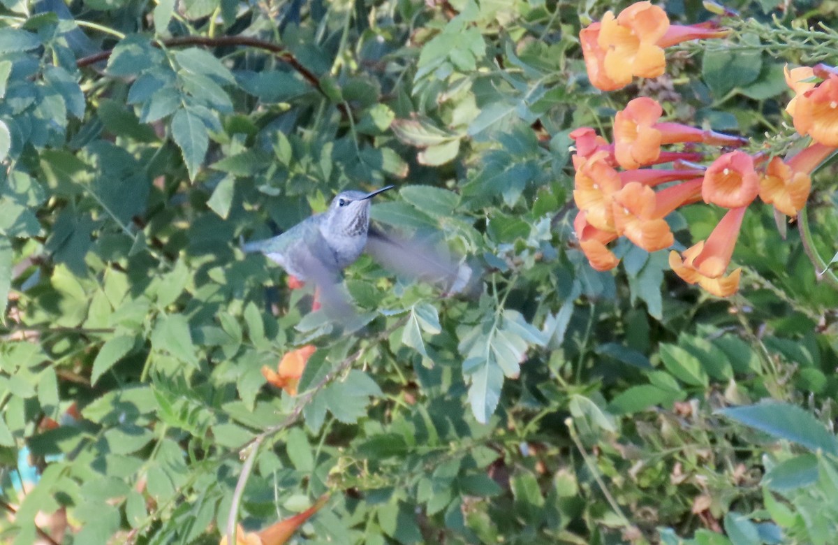 Colibrí de Anna - ML611500280