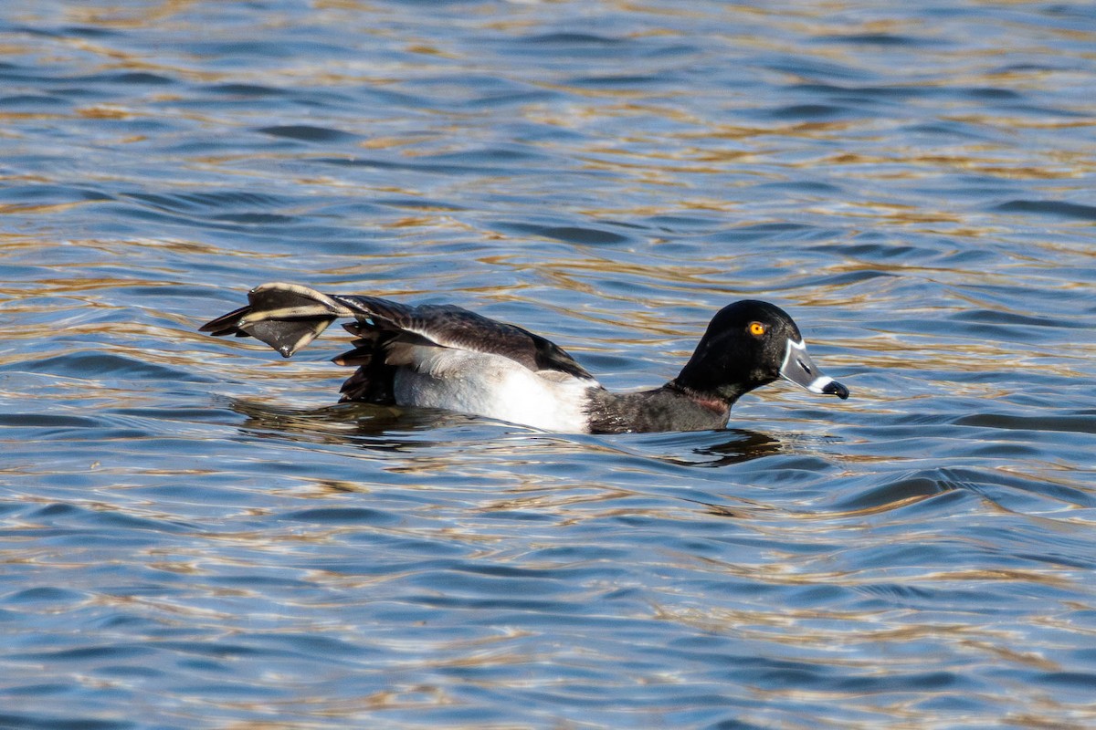 Ring-necked Duck - Pierce Louderback