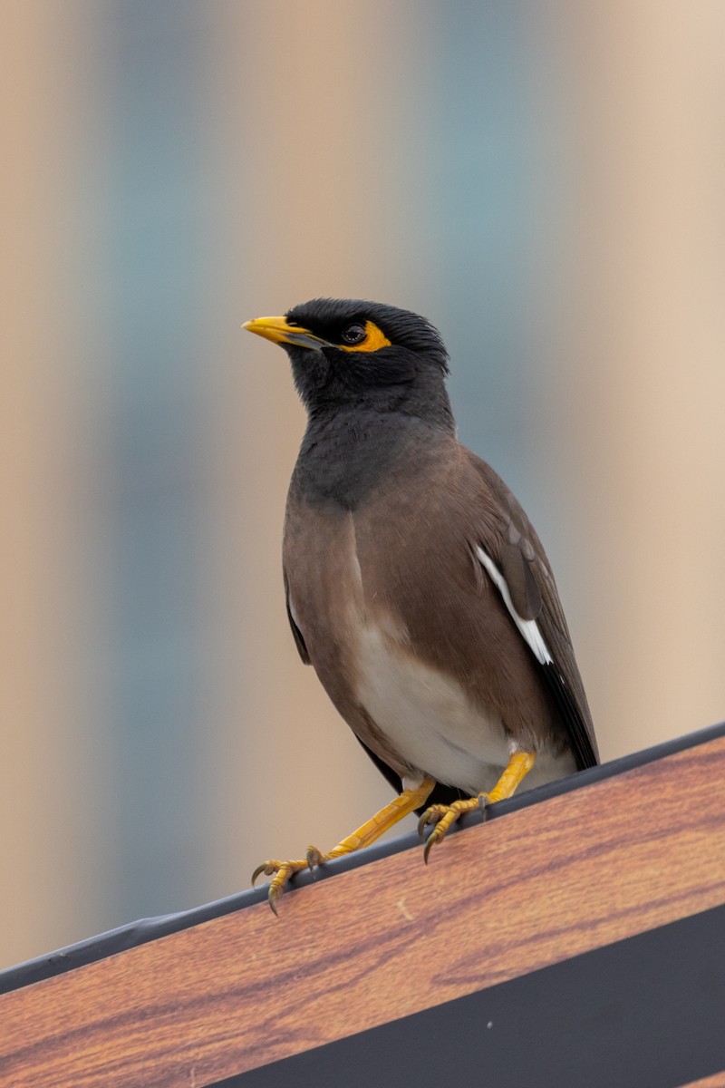 Common Myna - ML611500413