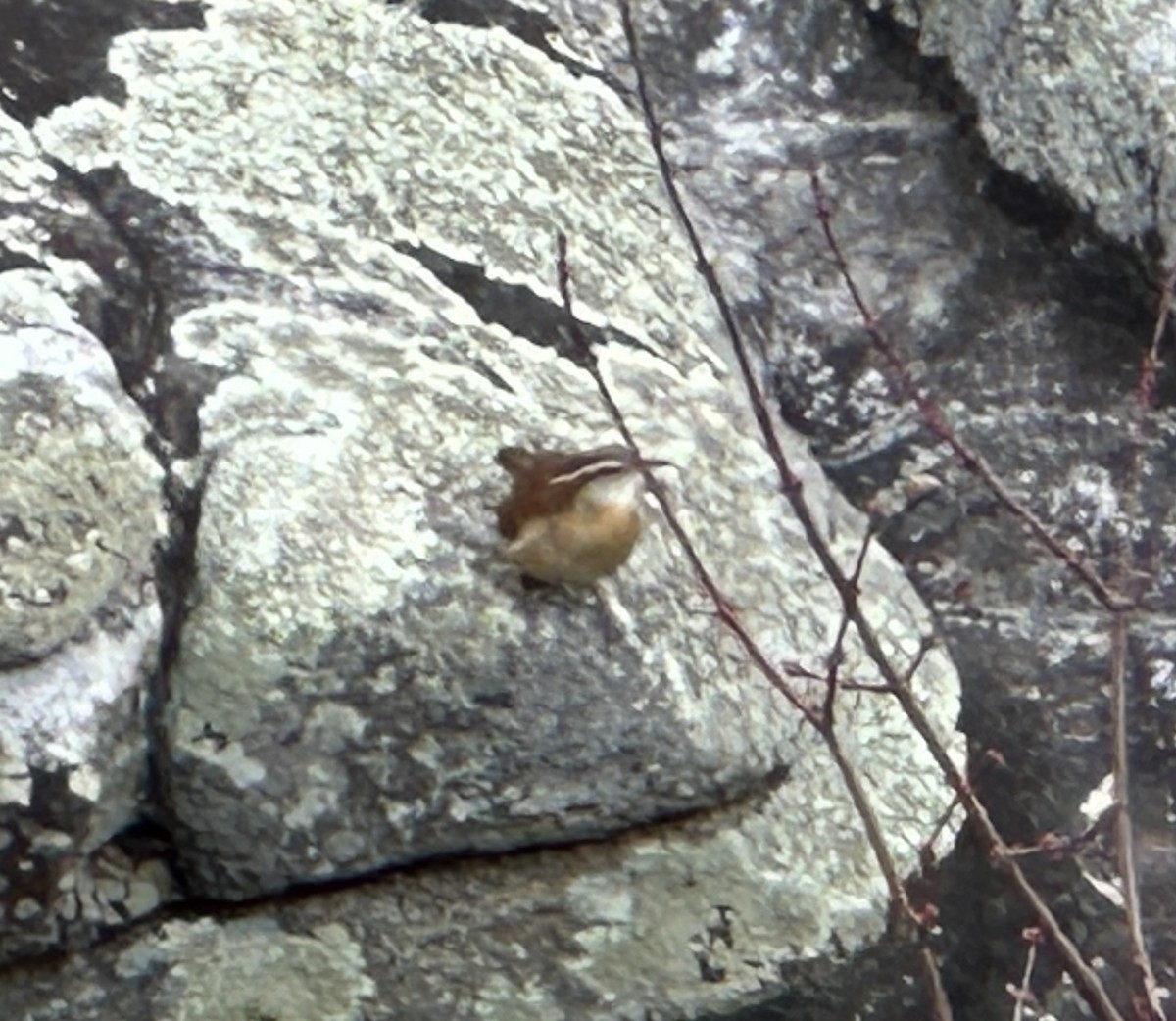 Carolina Wren - ML611500426