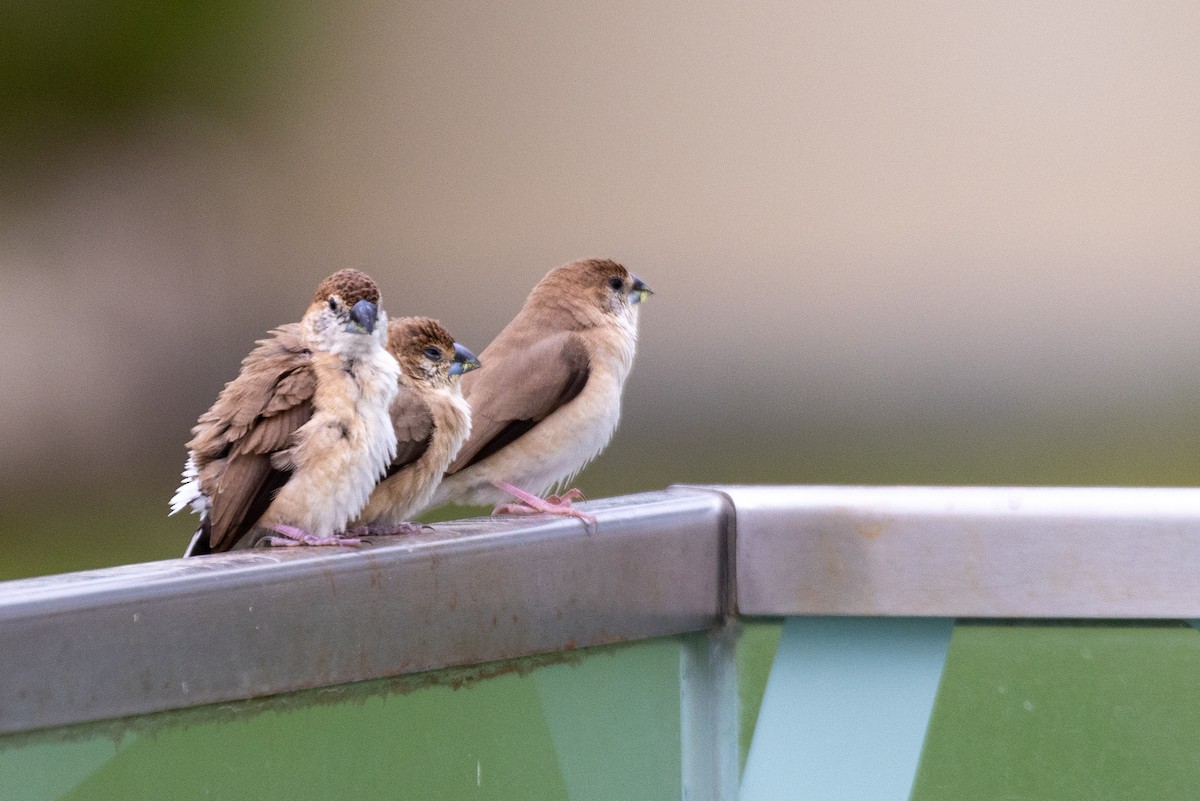 Indian Silverbill - ML611500500