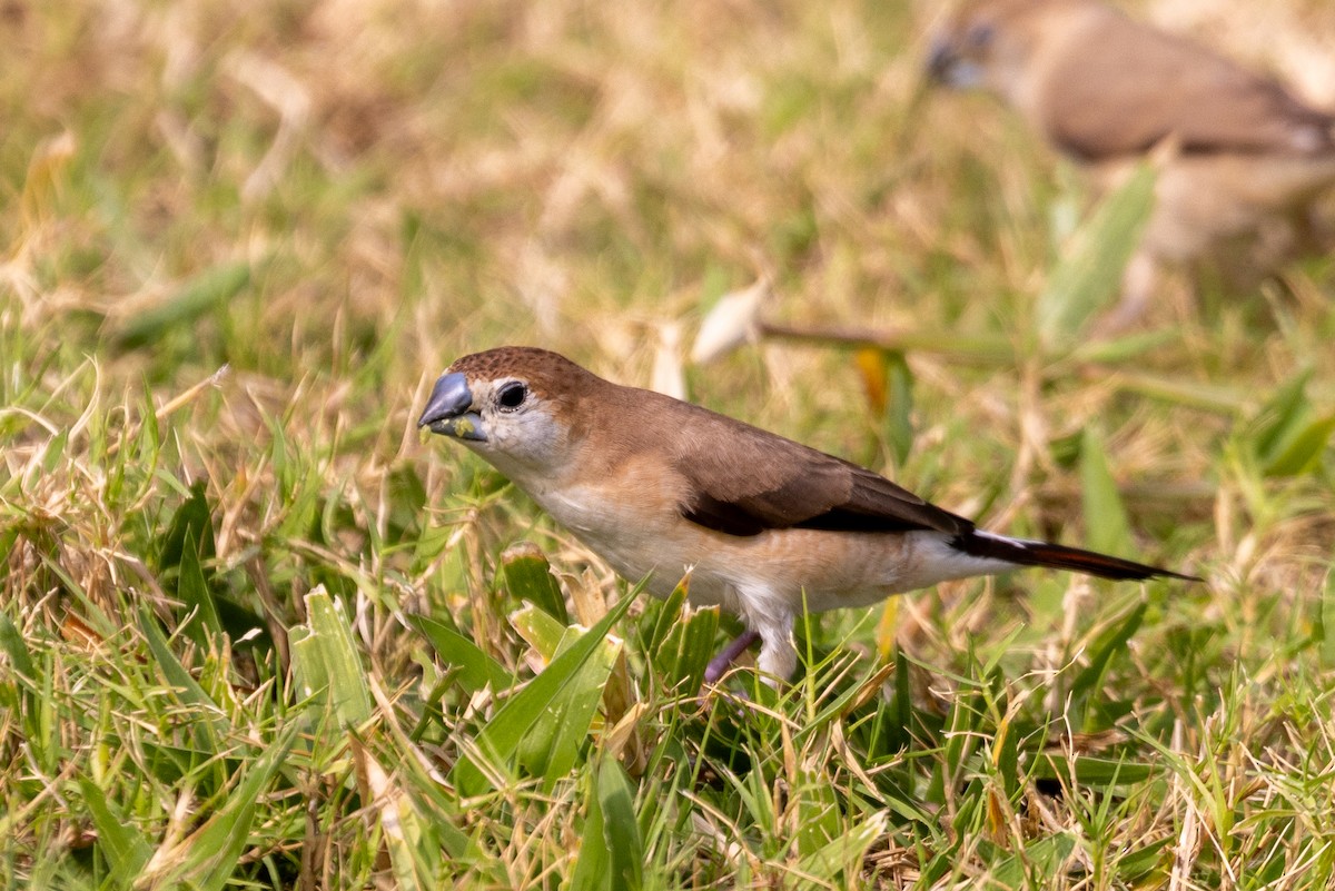 Indian Silverbill - ML611500501