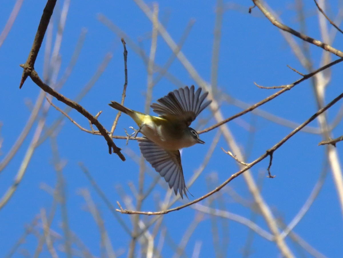 Blue-headed Vireo - ML611500508