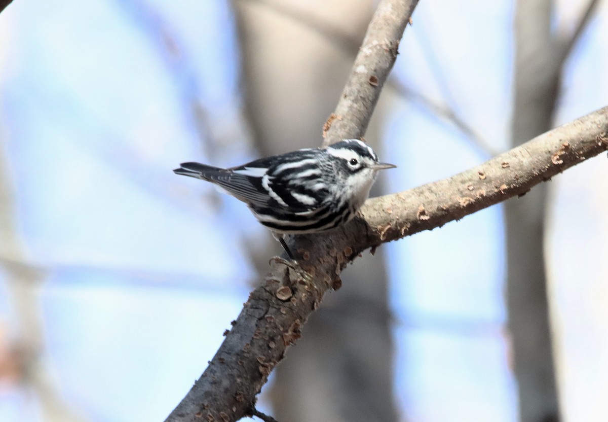 Black-and-white Warbler - ML611500519