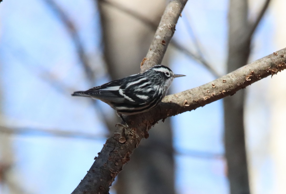 Black-and-white Warbler - ML611500522