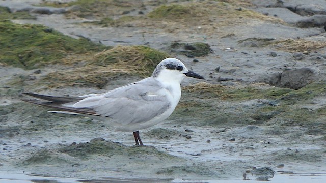 Whiskered Tern - ML611500527