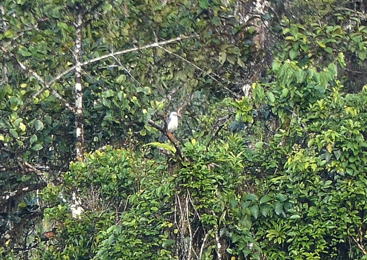 Gray-headed Goshawk - Randall Siebert