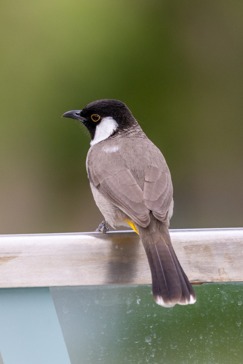 White-eared Bulbul - ML611500600
