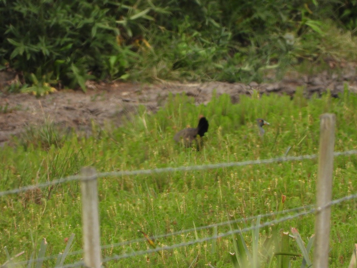 Black-tailed Nativehen - ML611500734