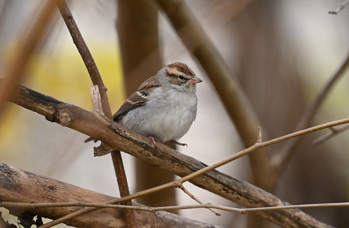 Chipping Sparrow - ML611500739