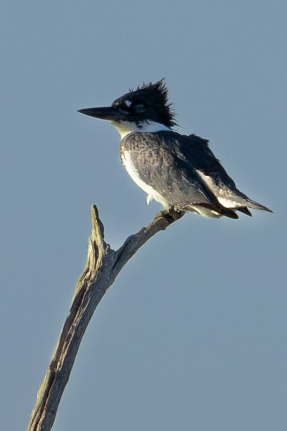 Belted Kingfisher - ML611500777