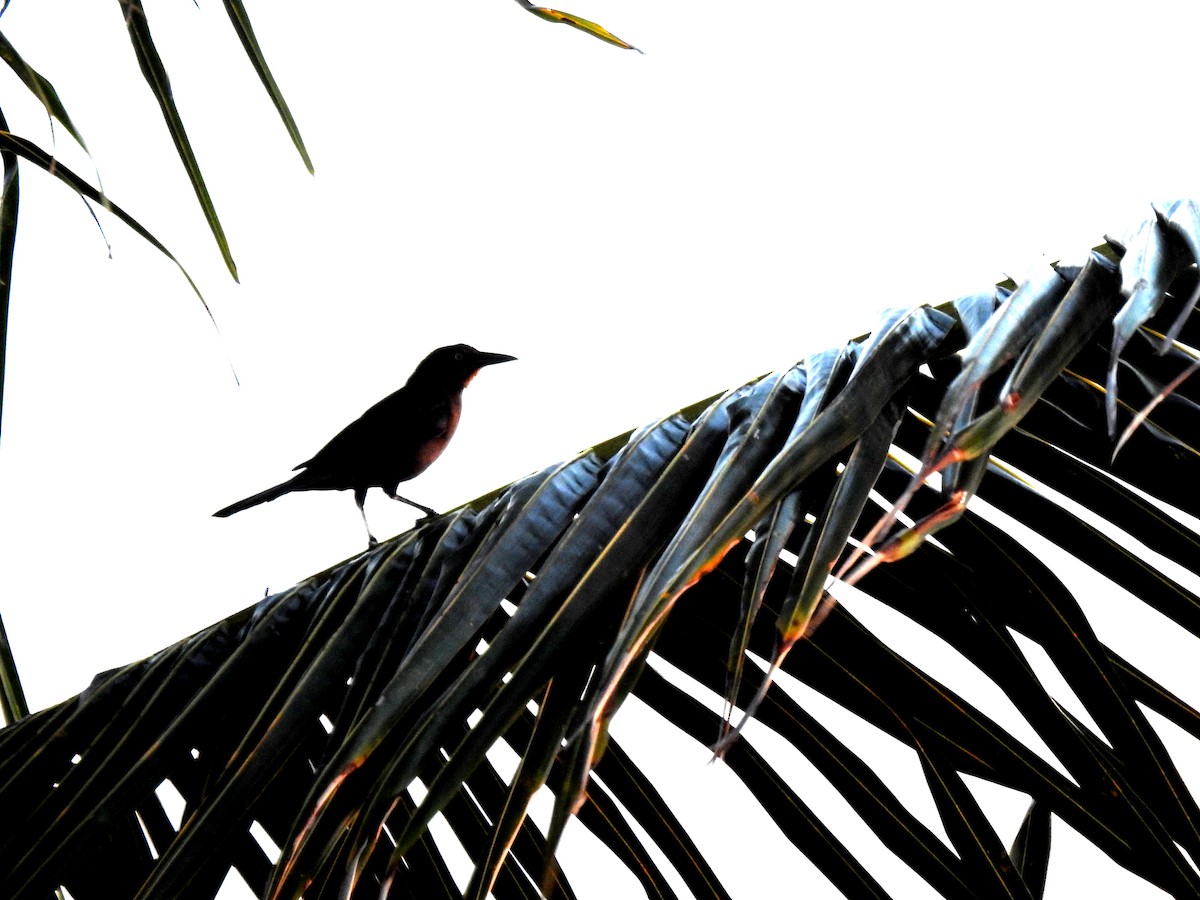 Great-tailed Grackle - ML611500857