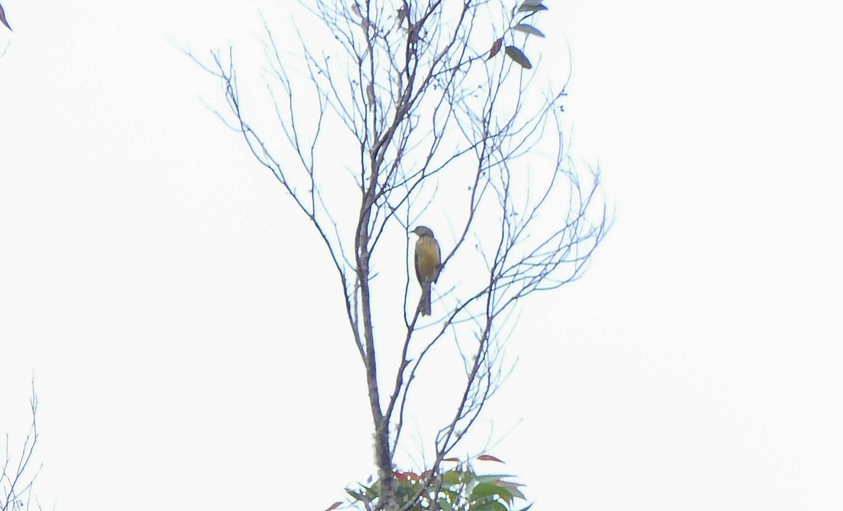 Yellow-breasted Bowerbird - ML611500893