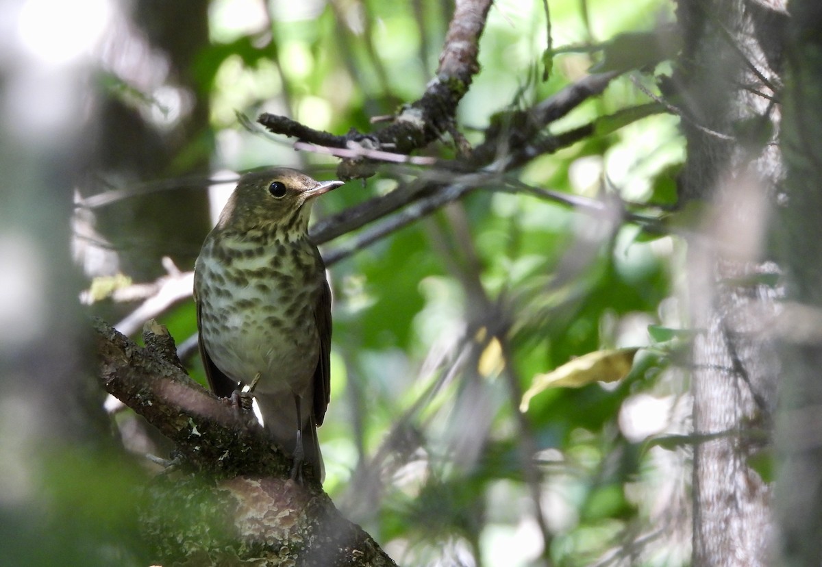 Hermit Thrush - ML611501045