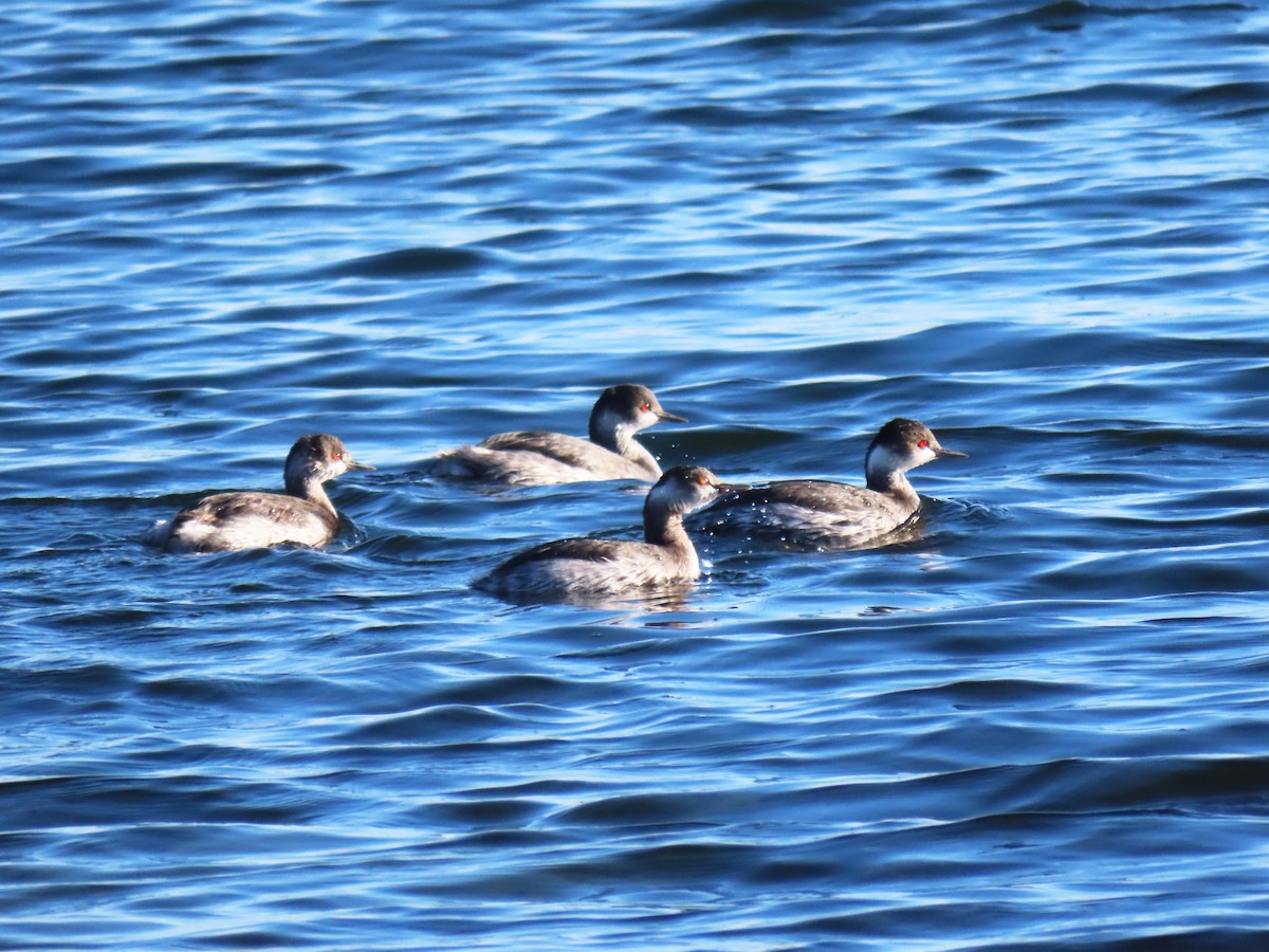 Eared Grebe - ML611501061