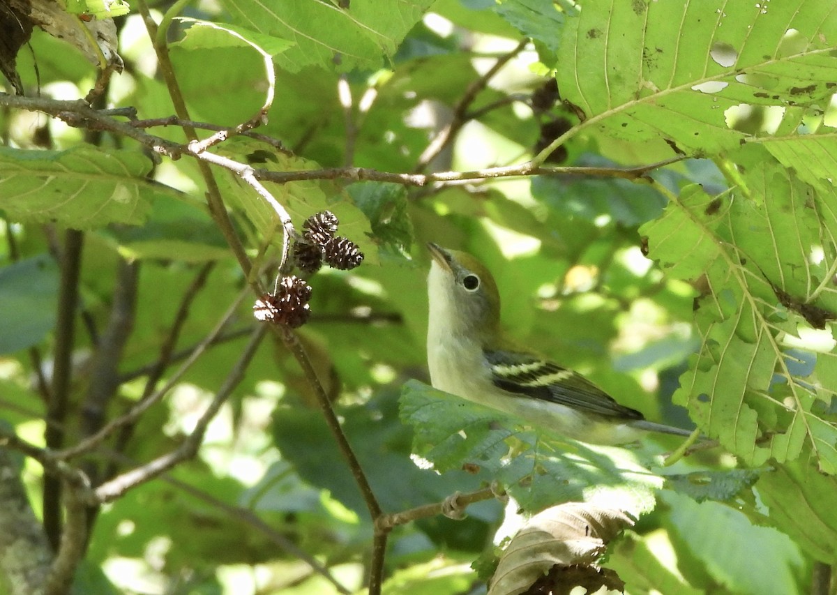 Chestnut-sided Warbler - ML611501081