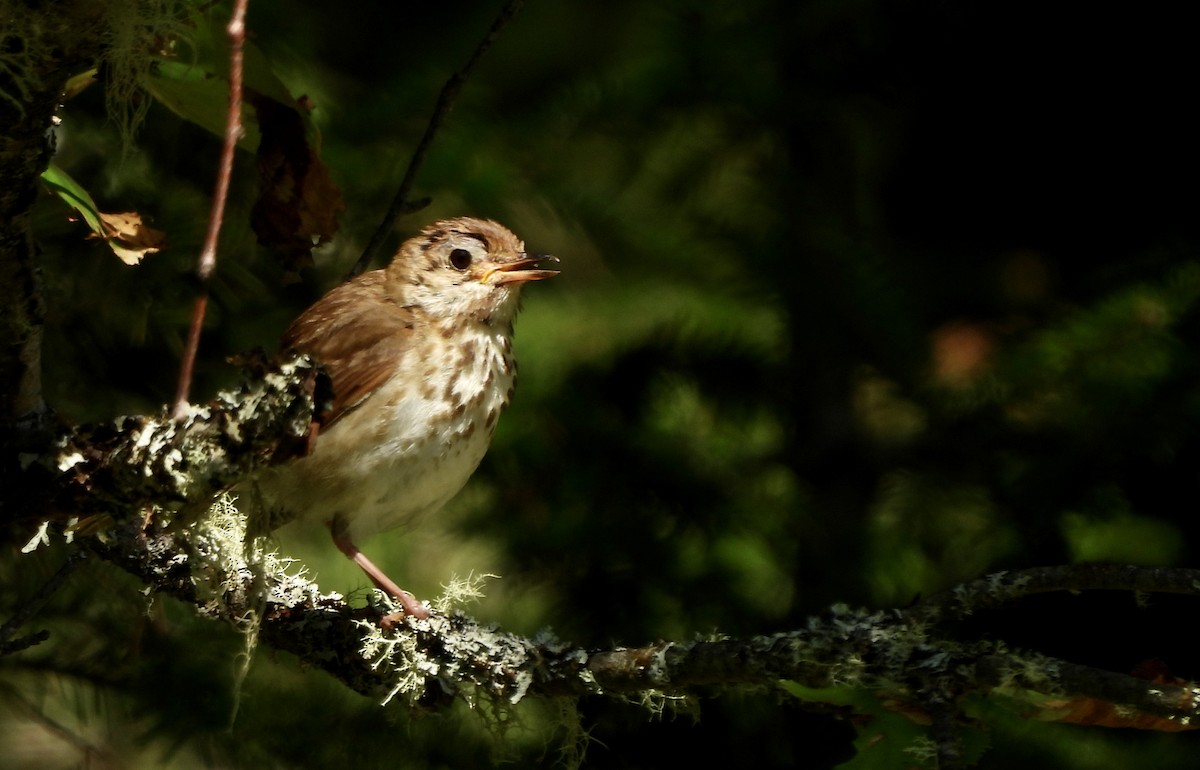 Hermit Thrush - ML611501106