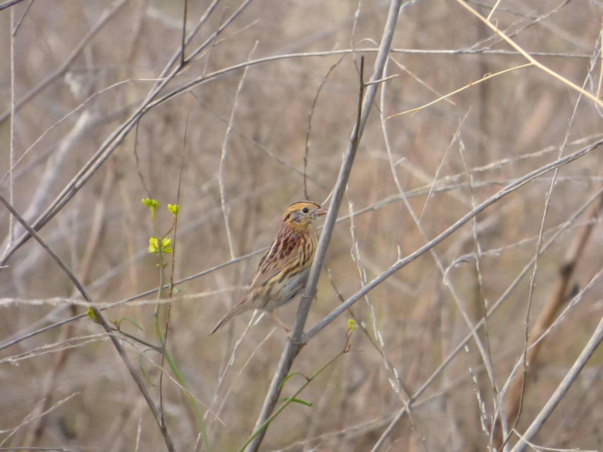 LeConte's Sparrow - ML611501137