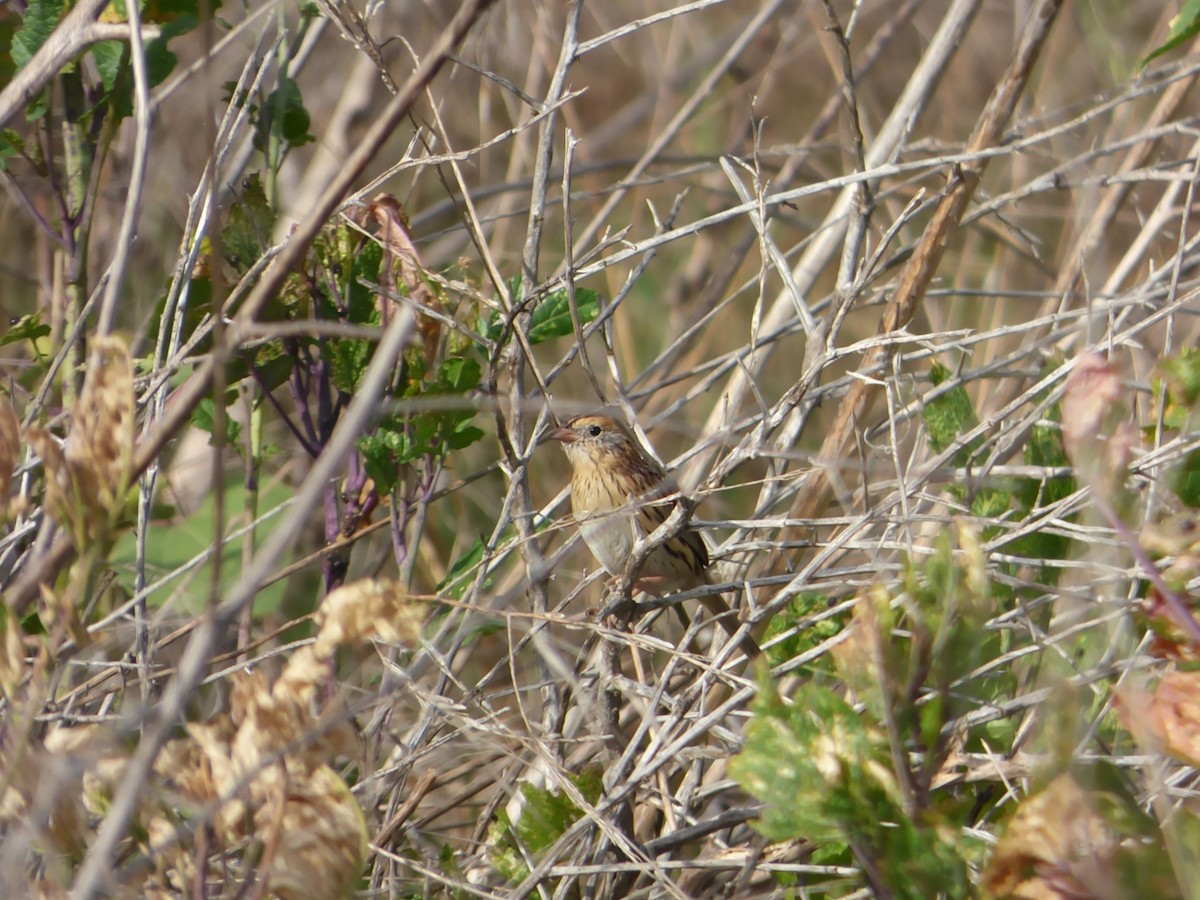 LeConte's Sparrow - ML611501138