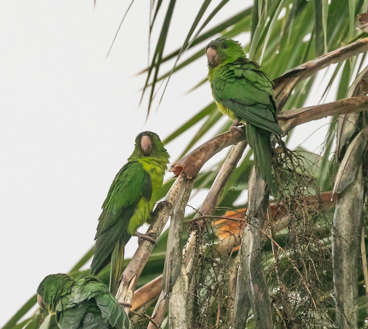 Meksika Yeşil Papağanı - ML611501146