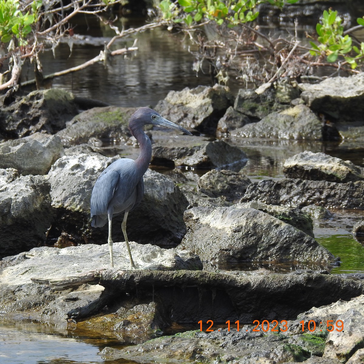 Little Blue Heron - ML611501179