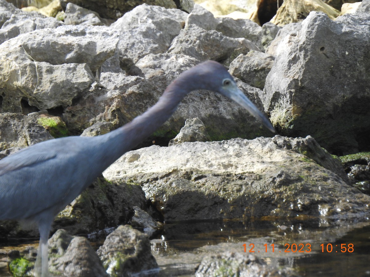 Little Blue Heron - ML611501249