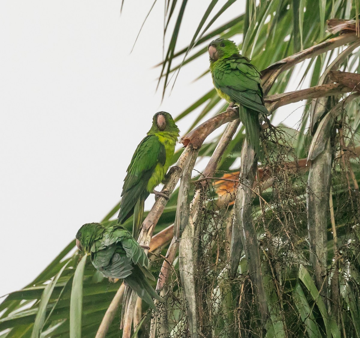 Conure verte - ML611501266