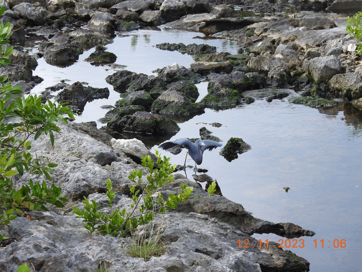 Little Blue Heron - ML611501275