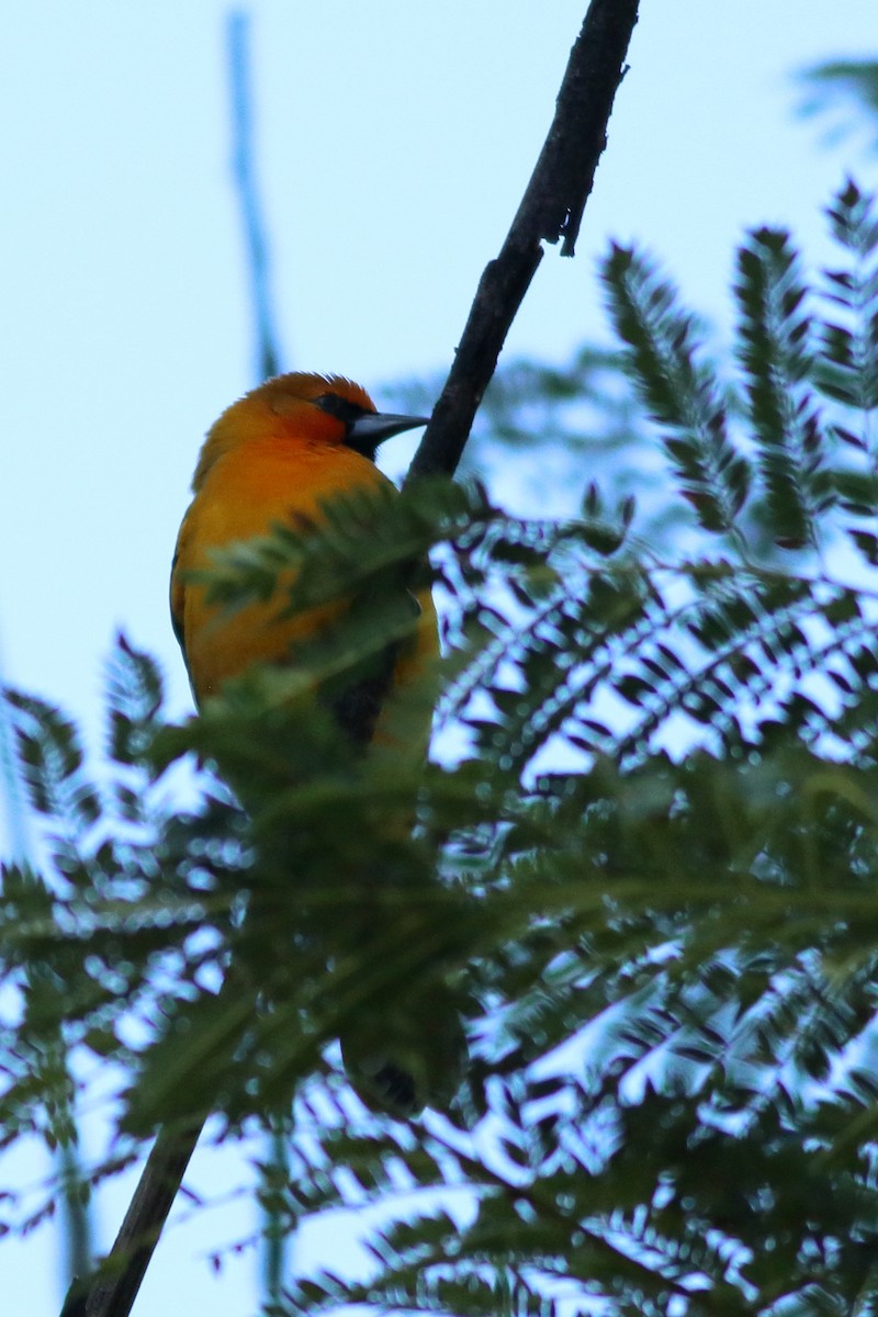 Streak-backed Oriole - ML611501284