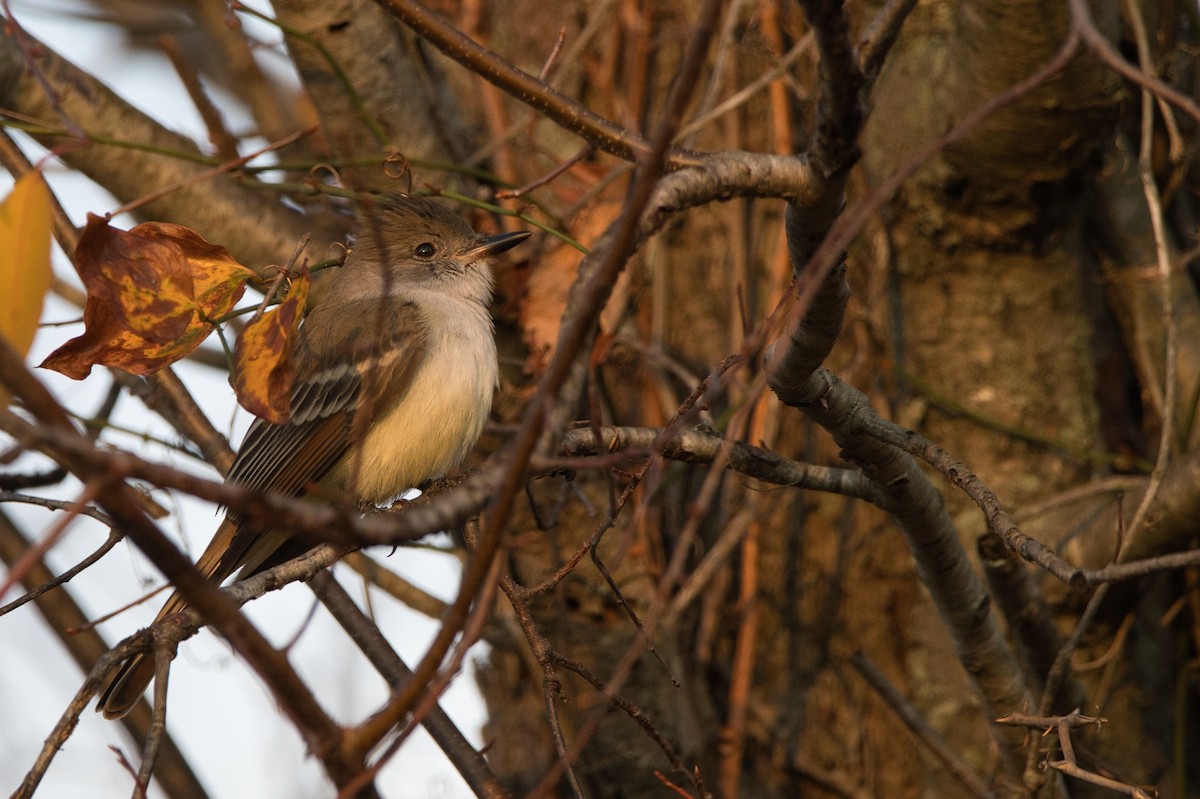 Ash-throated Flycatcher - ML611501321