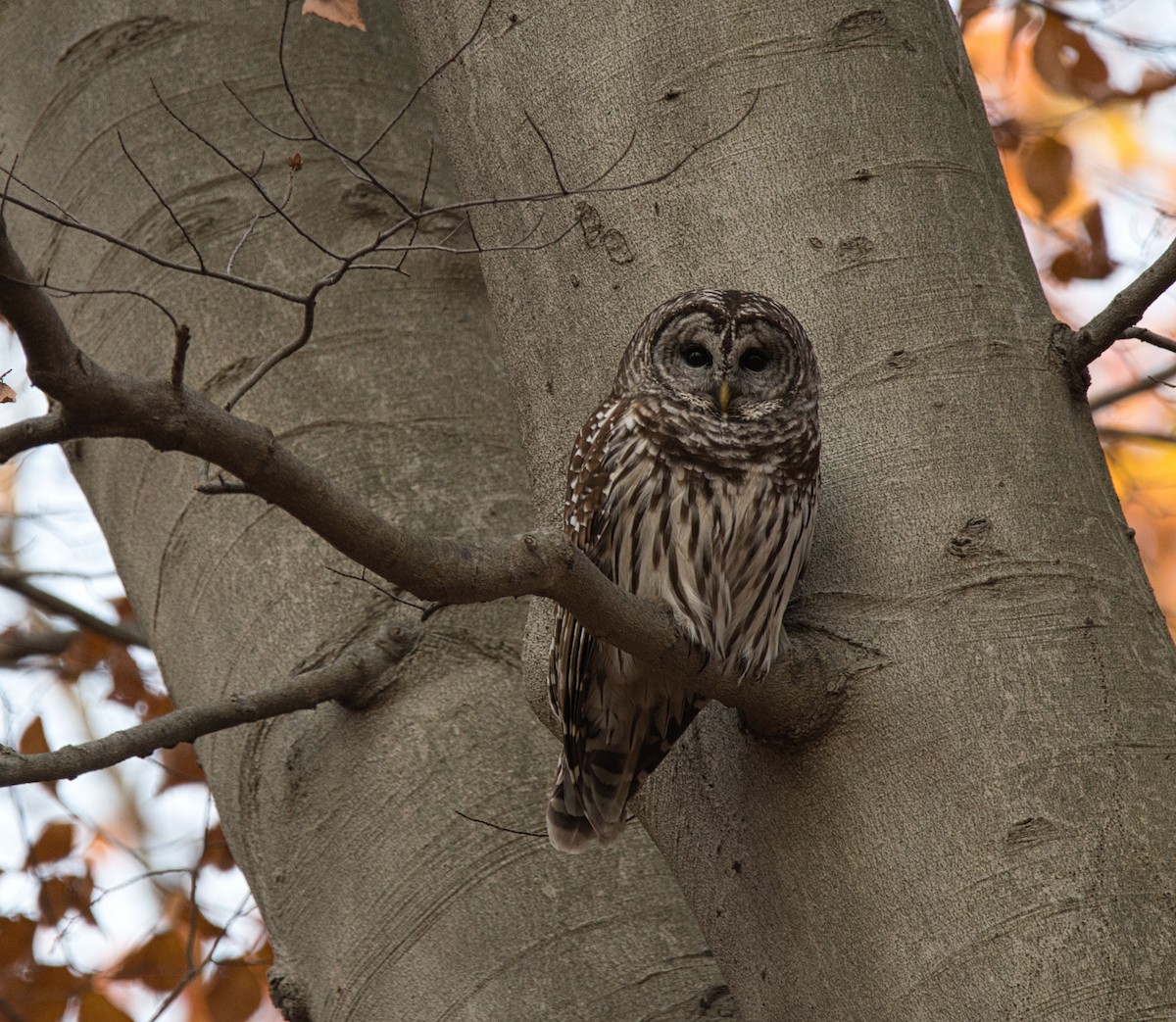 Barred Owl - ML611501327