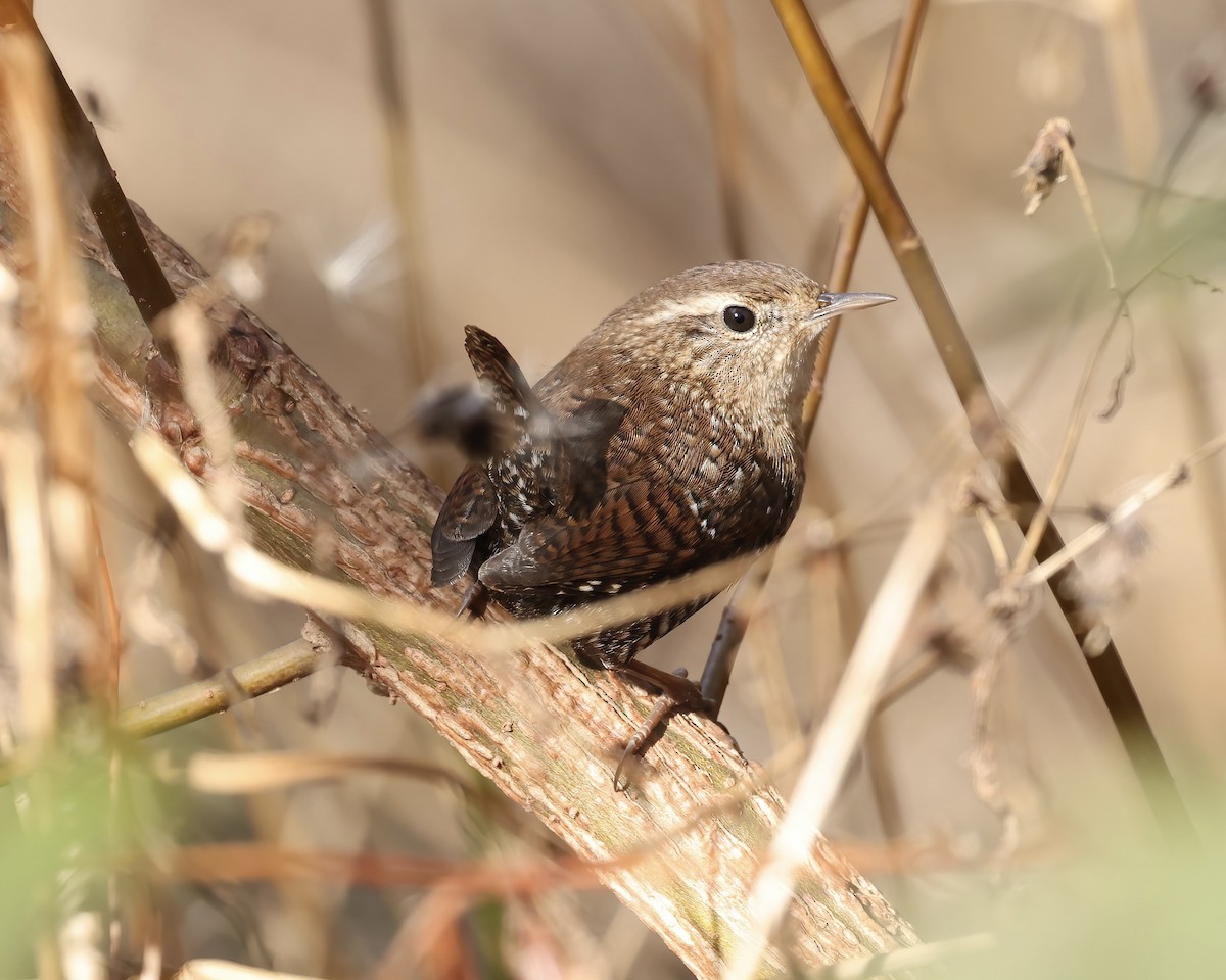 Winter Wren - ML611501331