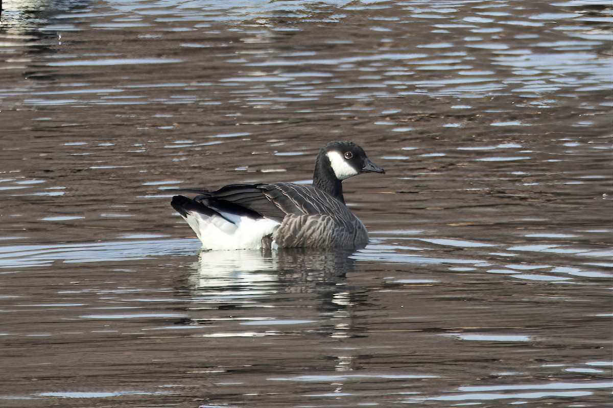 Cackling Goose - Russ Ruffing