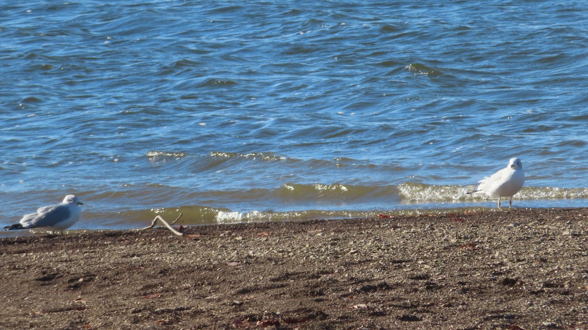 Herring Gull - Gregory Allen