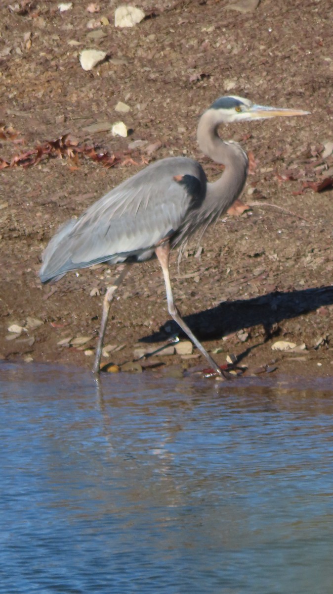 Great Blue Heron - ML611501476